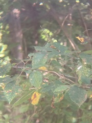 Carpinus caroliniana