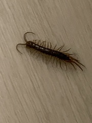 Lithobius forficatus