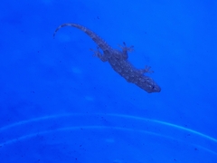 Tarentola mauritanica