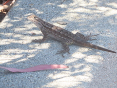 Sceloporus occidentalis