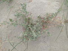 Atriplex laciniata