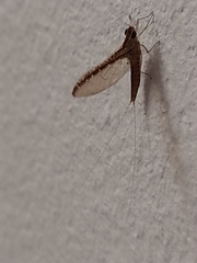 Callibaetis