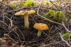 Amanita xanthocephala