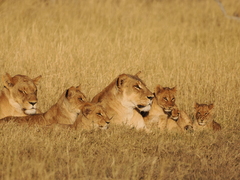 Panthera leo melanochaita