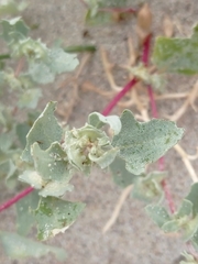 Atriplex laciniata