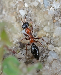 Methocha articulata