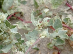 Atriplex laciniata