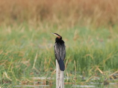 Anhinga rufa