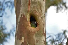 Barnardius zonarius