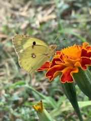 Colias croceus