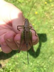 Pholidoptera littoralis