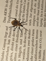 Otiorhynchus