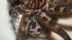 Heteropoda