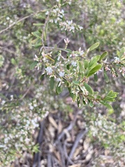 Styphelia mutica