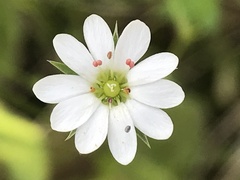 Stellaria pungens