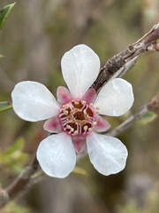 Leptospermum squarrosum