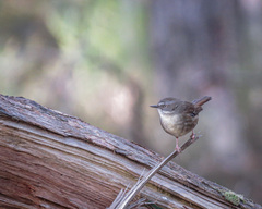 Sericornis frontalis
