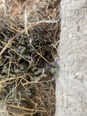 Hebecarpa macradenia