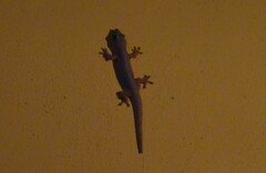 Hemidactylus frenatus