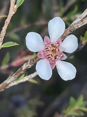 Leptospermum squarrosum