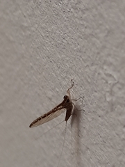 Callibaetis