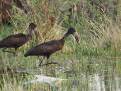Anastomus lamelligerus
