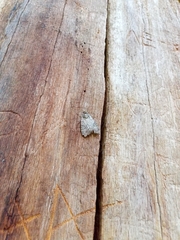 Cosmia trapezina