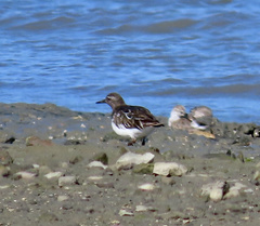 Arenaria melanocephala