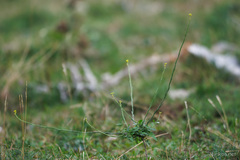 Sisymbrium officinale