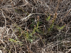 Stackhousia subterranea