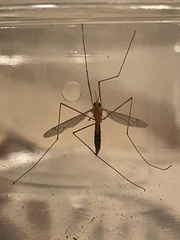 Nephrotoma ferruginea