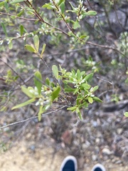 Styphelia mutica