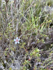 Leptospermum squarrosum