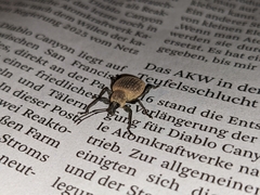 Otiorhynchus