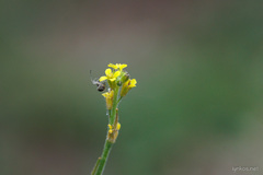 Sisymbrium officinale