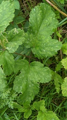 Heracleum sphondylium