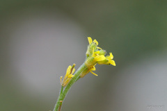 Sisymbrium officinale