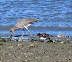 Arenaria melanocephala