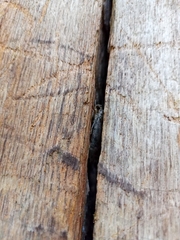 Cosmia trapezina