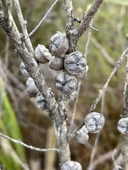 Leptospermum squarrosum