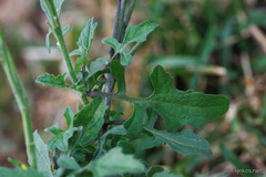 Sisymbrium officinale
