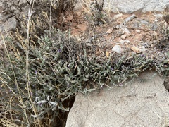 Hebecarpa macradenia