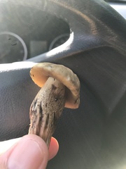 Neoboletus luridiformis