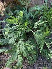 Artemisia sieversiana