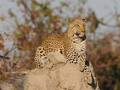 Panthera pardus pardus