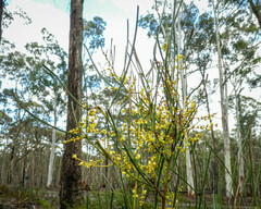 Acacia mucronata longifolia