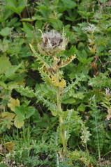 Cirsium spinosissimum