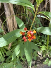 Asclepias curassavica