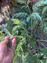 Artemisia sieversiana