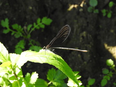 Atrocalopteryx atrata